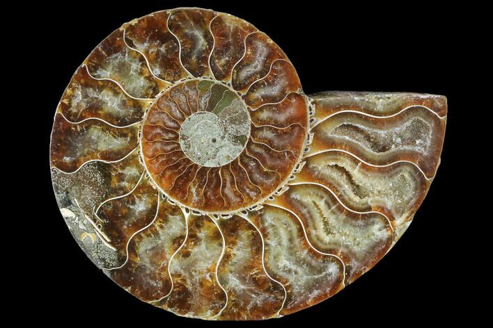 Agatized Ammonite Fossil (Half) - Madagascar #103086